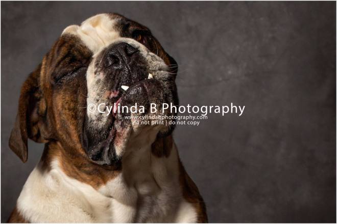 bull dog, pet photography, syracuse ny, dog, portraits, cylinda b photography, photo