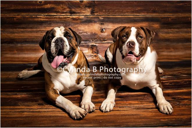 bull dog, pet photography, syracuse ny, dog, portraits, cylinda b photography, photo, siblings