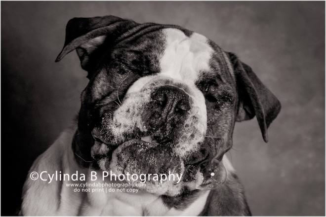 bull dog, pet photography, syracuse ny, dog, portraits, cylinda b photography, photo