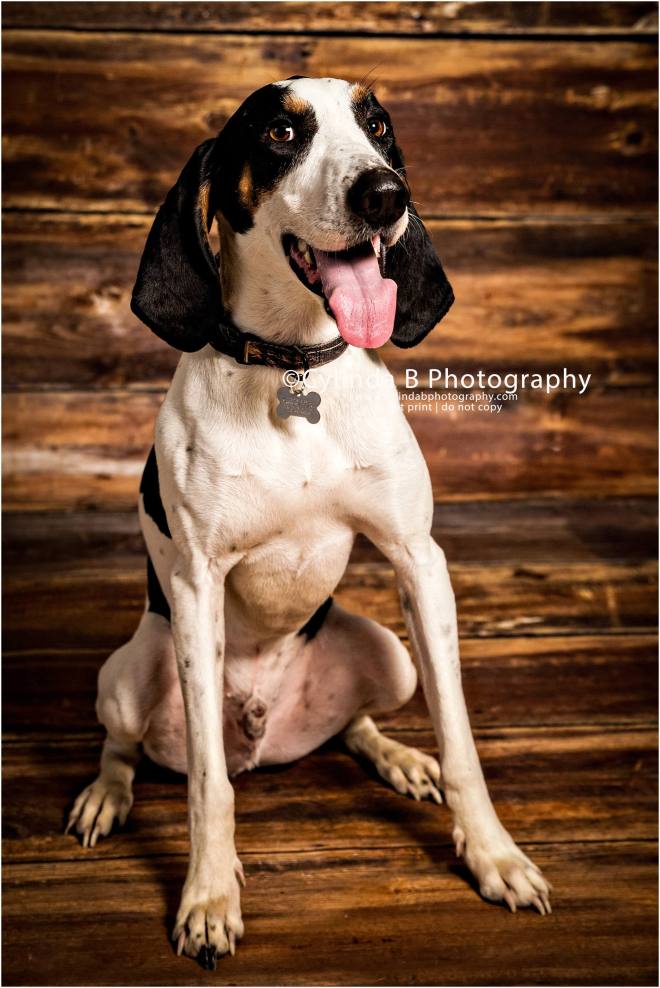 bull dog, pet photography, syracuse ny, dog, portraits, cylinda b photography, photo, walker coonhound