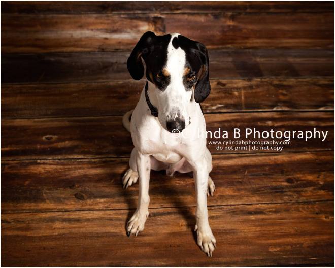 bull dog, pet photography, syracuse ny, dog, portraits, cylinda b photography, photo, walker coonhound