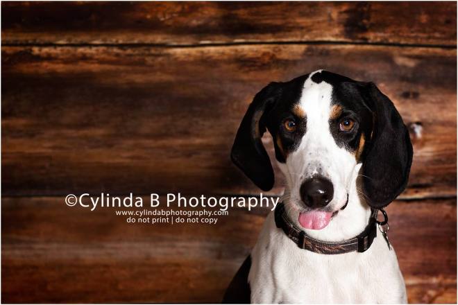 bull dog, pet photography, syracuse ny, dog, portraits, cylinda b photography, photo, walker coonhound