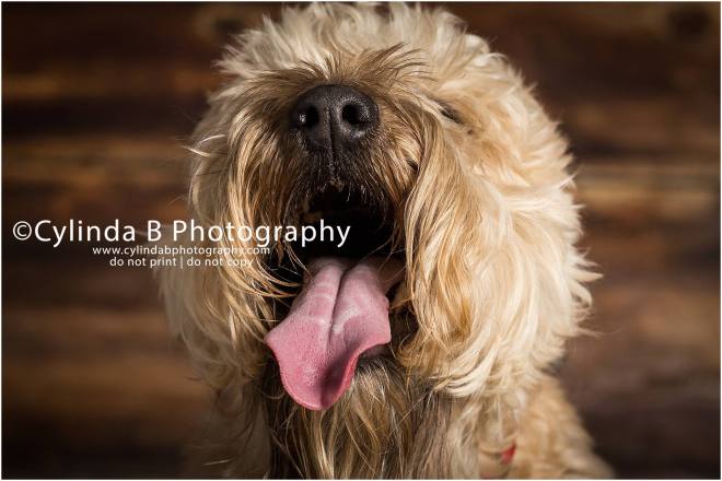 soft coated Wheaten Terrier, pet photography, syracuse ny, dog, portraits, cylinda b photography