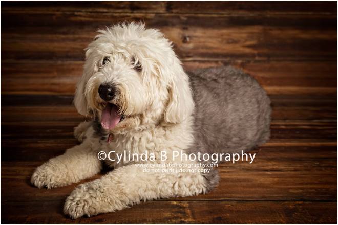 Old English Sheepdog, pet photography, syracuse ny, dog, portraits, cylinda b photography