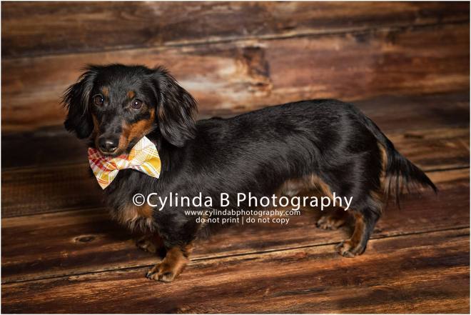 miniature dachshund, pet photography, syracuse ny, dog, portraits, cylinda b photography 