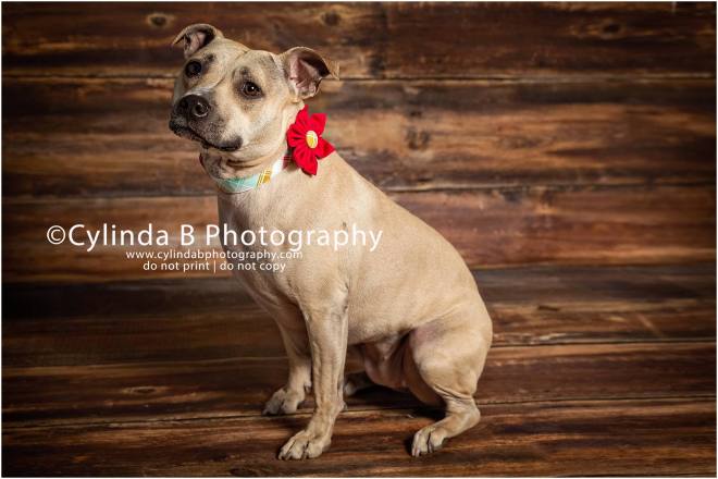 Pit bull,  pet photography, syracuse ny, dog, portraits, cylinda b photography 