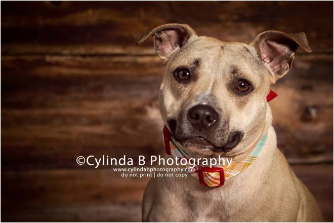 Pit bull,  pet photography, syracuse ny, dog, portraits, cylinda b photography 