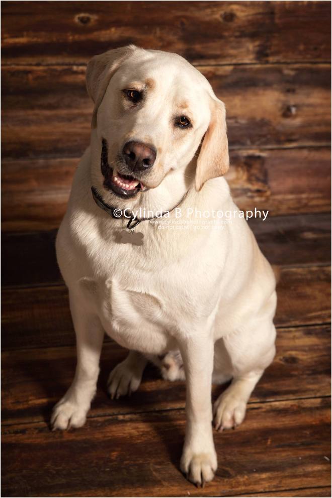 bull dog, pet photography, syracuse ny, dog, portraits, cylinda b photography, photo, yellow lab