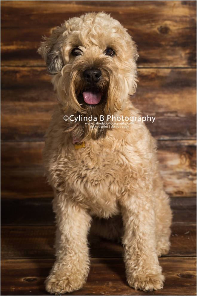 soft coated Wheaten Terrier, pet photography, syracuse ny, dog, portraits, cylinda b photography